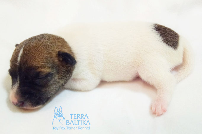 #тойфокстерьер #амертой #террабалтика #toyfoxterrier #terrabaltika #puppies #kennel