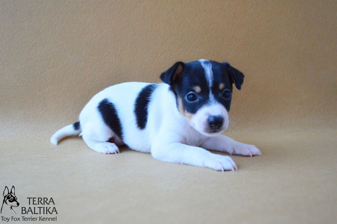 #тойфокстерьер #амертой #террабалтика #toyfoxterrier #terrabaltika #puppies #kennel #маленькаясобака #минипорода #маленькаяпородасобак #собачканамаленькихножках #американскийтойфокстерьер #тойфокс #americantoyfoxterrier