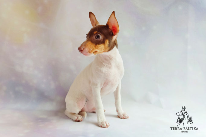 Той-фокстерьер, амертой, той-фокс, тфт, американский той-фокстерьер, Toy Fox Terrier, Terra Baltika, Терра Балтика, щенки той-фокстерьера, питомник той-фокстерьер