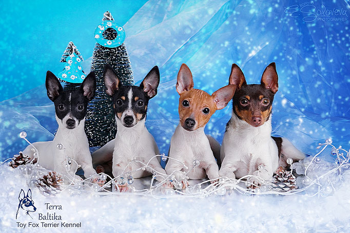 #тойфокстерьер #амертой #террабалтика #toyfoxterrier #terrabaltika #puppies #kennel