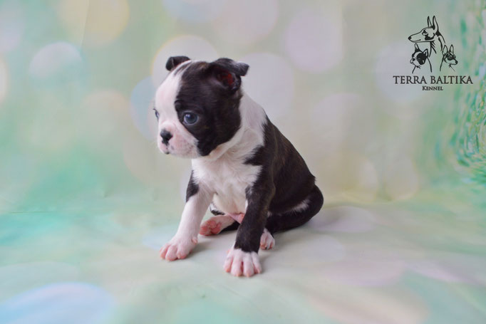 бостон терьер, бостонский терьер, boston terrier, бостон, щенки бостона, питомник бостонов