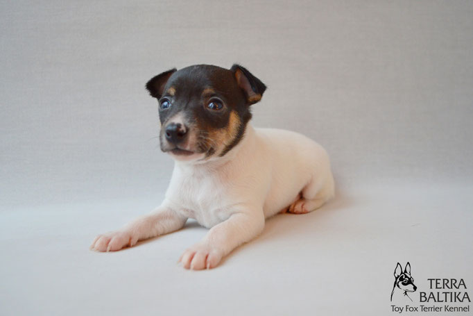 #тойфокстерьер #амертой #террабалтика #toyfoxterrier #terrabaltika #puppies #kennel #маленькаясобака #минипорода #маленькаяпородасобак #собачканамаленькихножках #американскийтойфокстерьер #тойфокс #americantoyfoxterrier