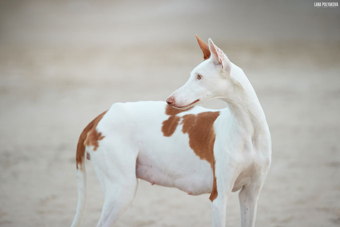 поденко ибиценко, ибицкая борзая, ивисская борзая, ибизан, ibizan hound, поденко, щенки поденко, купить щенка поденко ибиценко, питомник поденко ибиценко, щенки ибицкой борзой, ibizan hound puppies