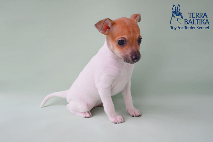 #тойфокстерьер #амертой #террабалтика #toyfoxterrier #terrabaltika #puppies #kennel #маленькаясобака #минипорода #маленькаяпородасобак #собачканамаленькихножках #американскийтойфокстерьер #тойфокс #americantoyfoxterrier