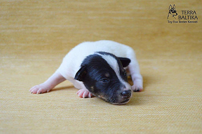#тойфокстерьер #амертой #террабалтика #toyfoxterrier #terrabaltika #puppies #kennel