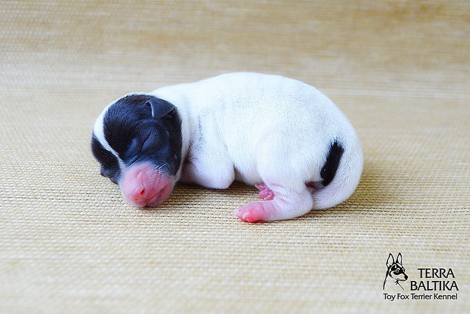 #тойфокстерьер #амертой #террабалтика #toyfoxterrier #terrabaltika #puppies #kennel