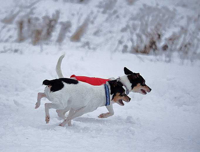 #тойфокстерьер #амертой #террабалтика #toyfoxterrier #terrabaltika #puppies #kennel