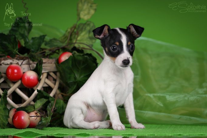 #тойфокстерьер #амертой #террабалтика #toyfoxterrier #terrabaltika #puppies #kennel
