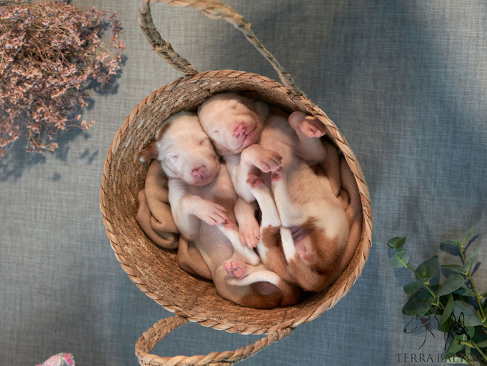 Поденко ибиценко, ибицкая борзая, ивисская борзая, ибизан, Podenco Ibicenco, Ibizan Hound, Terra Baltika, Терра Балтика