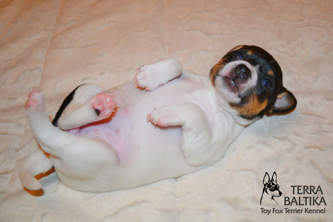 #тойфокстерьер #амертой #террабалтика #toyfoxterrier #terrabaltika #puppies #kennel