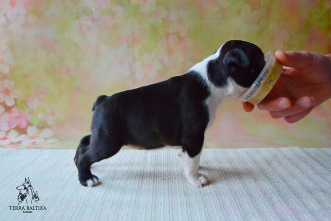 бостон терьер, бостонский терьер, boston terrier, бостон, щенки бостона, питомник бостонов