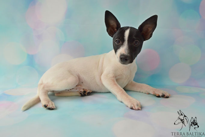 #тойфокстерьер #амертой #террабалтика #toyfoxterrier #terrabaltika #puppies #kennel