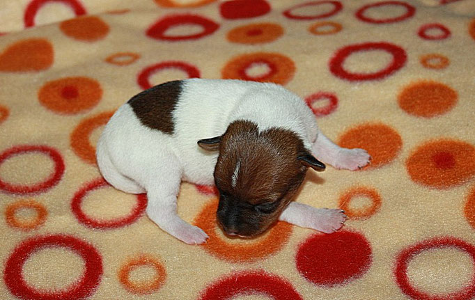 #тойфокстерьер #амертой #террабалтика #toyfoxterrier #terrabaltika #puppies #kennel