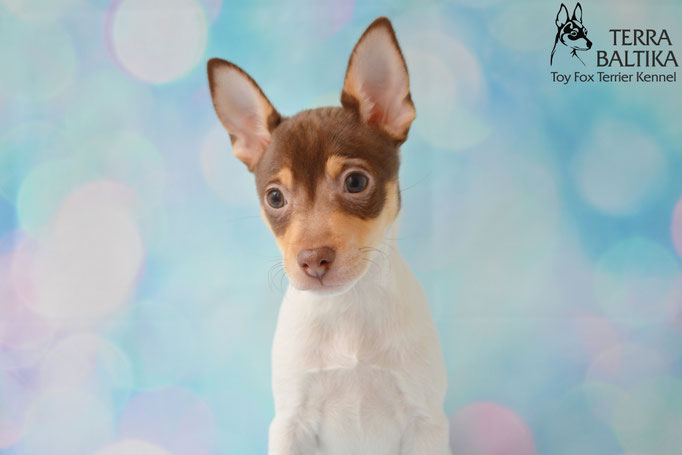 #тойфокстерьер #амертой #террабалтика #toyfoxterrier #terrabaltika #puppies #kennel