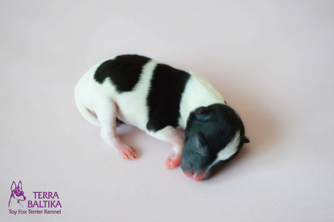 #тойфокстерьер #амертой #террабалтика #toyfoxterrier #terrabaltika #puppies #kennel