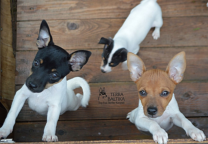 #тойфокстерьер #амертой #террабалтика #toyfoxterrier #terrabaltika #puppies #kennel