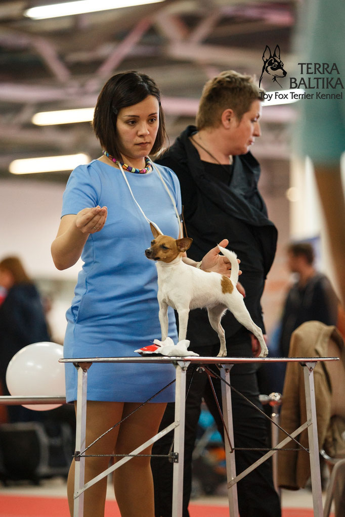 #тойфокстерьер #амертой #террабалтика #toyfoxterrier #terrabaltika #puppies #kennel