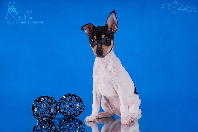 #тойфокстерьер #амертой #террабалтика #toyfoxterrier #terrabaltika #puppies #kennel