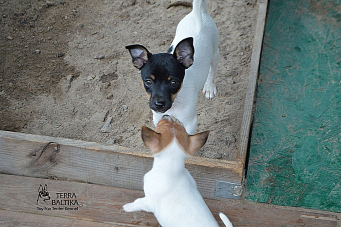 #тойфокстерьер #амертой #террабалтика #toyfoxterrier #terrabaltika #puppies #kennel