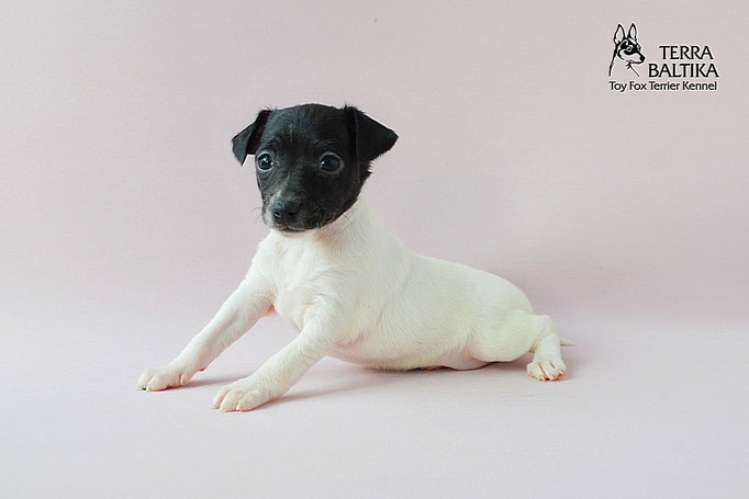#тойфокстерьер #амертой #террабалтика #toyfoxterrier #terrabaltika #puppies #kennel