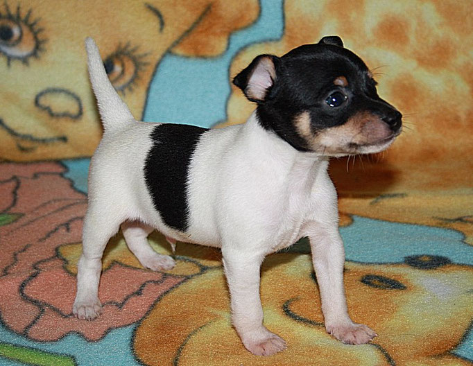 #тойфокстерьер #амертой #террабалтика #toyfoxterrier #terrabaltika #puppies #kennel