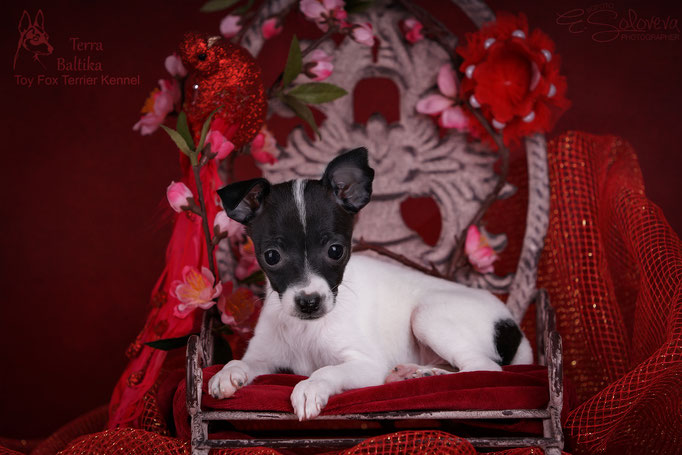 #тойфокстерьер #амертой #террабалтика #toyfoxterrier #terrabaltika #puppies #kennel