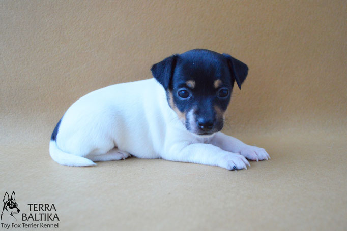 #тойфокстерьер #амертой #террабалтика #toyfoxterrier #terrabaltika #puppies #kennel #маленькаясобака #минипорода #маленькаяпородасобак #собачканамаленькихножках #американскийтойфокстерьер #тойфокс #americantoyfoxterrier