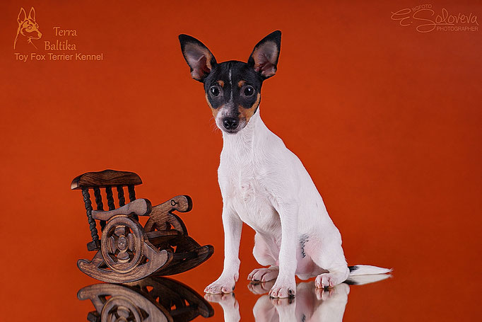 #тойфокстерьер #амертой #террабалтика #toyfoxterrier #terrabaltika #puppies #kennel