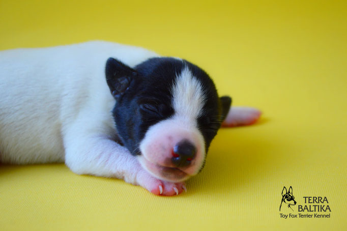 #тойфокстерьер #амертой #террабалтика #toyfoxterrier #terrabaltika #puppies #kennel