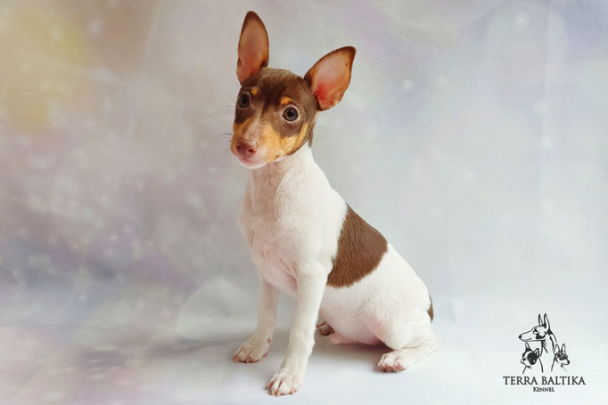 Той-фокстерьер, амертой, той-фокс, тфт, американский той-фокстерьер, Toy Fox Terrier, Terra Baltika, Терра Балтика, щенки той-фокстерьера, питомник той-фокстерьер