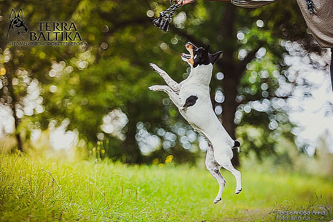 #тойфокстерьер #амертой #террабалтика #toyfoxterrier #terrabaltika #puppies #kennel