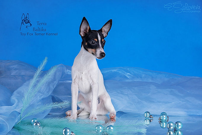 #тойфокстерьер #амертой #террабалтика #toyfoxterrier #terrabaltika #puppies #kennel