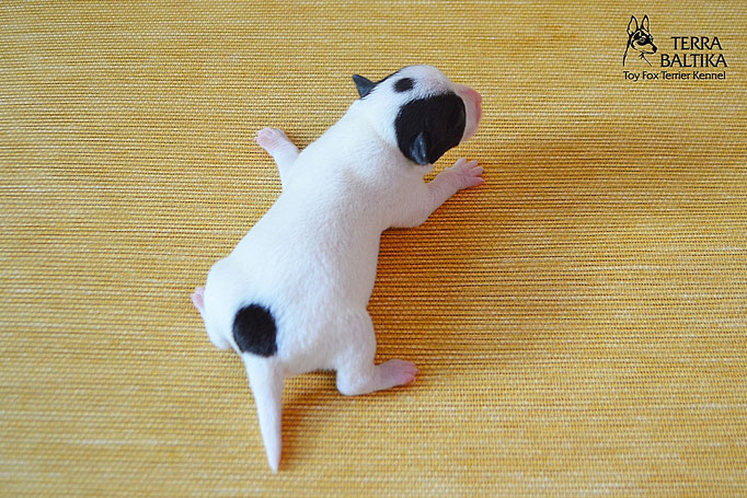 #тойфокстерьер #амертой #террабалтика #toyfoxterrier #terrabaltika #puppies #kennel