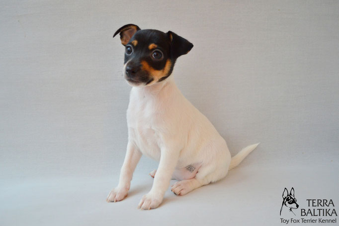 #тойфокстерьер #амертой #террабалтика #toyfoxterrier #terrabaltika #puppies #kennel #маленькаясобака #минипорода #маленькаяпородасобак #собачканамаленькихножках #американскийтойфокстерьер #тойфокс #americantoyfoxterrier