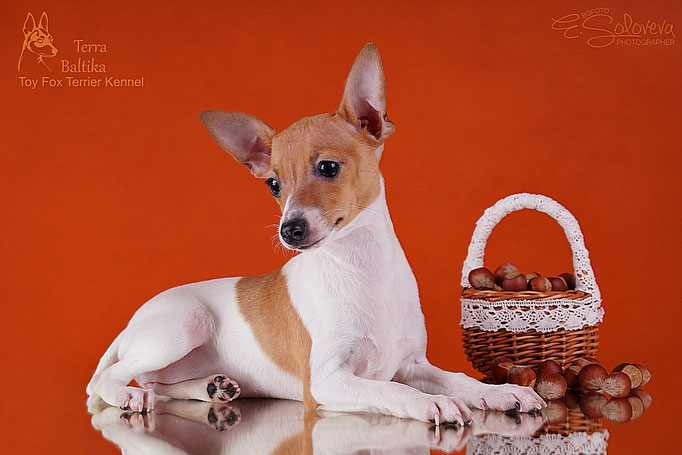 #тойфокстерьер #амертой #террабалтика #toyfoxterrier #terrabaltika #puppies #kennel