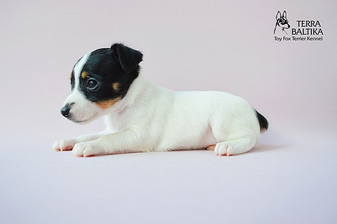#тойфокстерьер #амертой #террабалтика #toyfoxterrier #terrabaltika #puppies #kennel