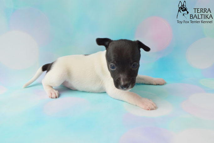 #тойфокстерьер #амертой #террабалтика #toyfoxterrier #terrabaltika #puppies #kennel