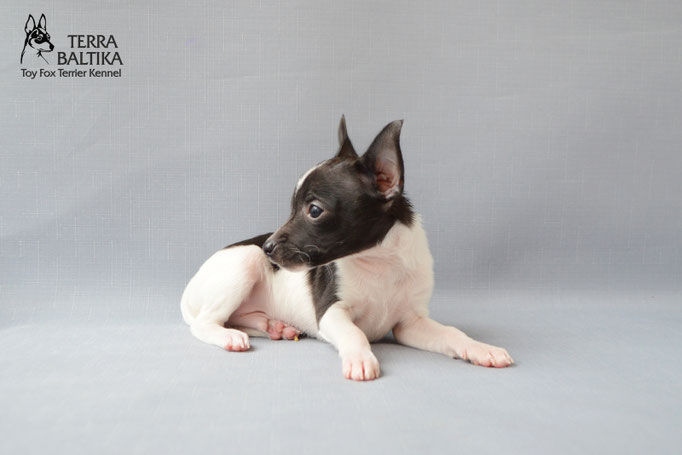#тойфокстерьер #амертой #террабалтика #toyfoxterrier #terrabaltika #puppies #kennel