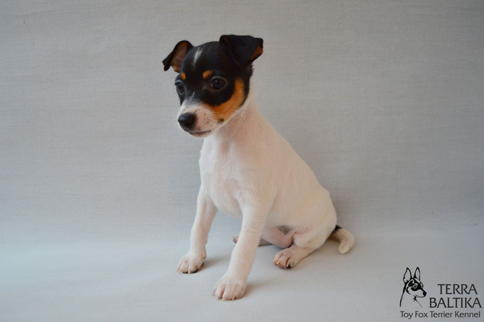 #тойфокстерьер #амертой #террабалтика #toyfoxterrier #terrabaltika #puppies #kennel #маленькаясобака #минипорода #маленькаяпородасобак #собачканамаленькихножках #американскийтойфокстерьер #тойфокс #americantoyfoxterrier