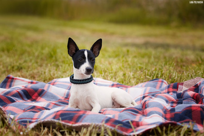 #тойфокстерьер #амертой #террабалтика #toyfoxterrier #terrabaltika #puppies #kennel
