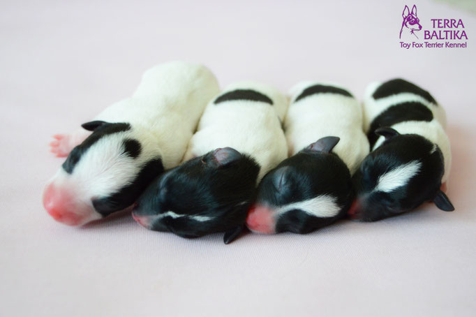 #тойфокстерьер #амертой #террабалтика #toyfoxterrier #terrabaltika #puppies #kennel