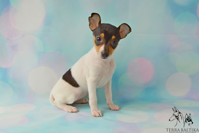 #тойфокстерьер #амертой #террабалтика #toyfoxterrier #terrabaltika #puppies #kennel