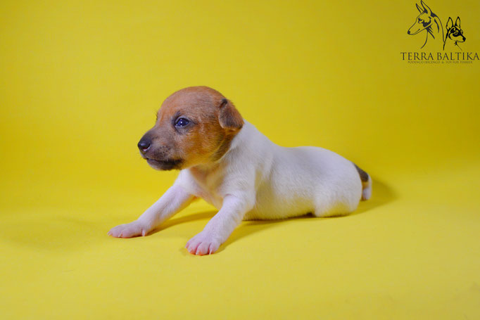 #тойфокстерьер #амертой #террабалтика #toyfoxterrier #terrabaltika #puppies #kennel