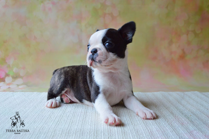 бостон терьер, бостонский терьер, boston terrier, бостон, щенки бостона, питомник бостонов