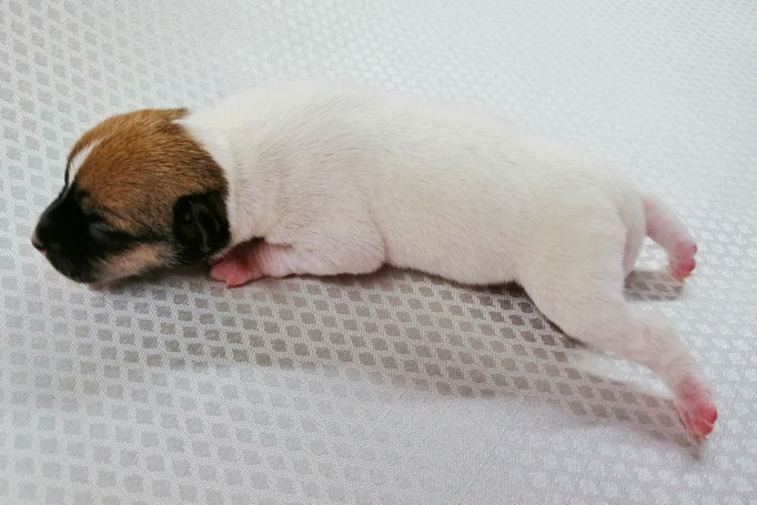 #тойфокстерьер #амертой #террабалтика #toyfoxterrier #terrabaltika #puppies #kennel #маленькаясобака #минипорода #маленькаяпородасобак #собачканамаленькихножках #американскийтойфокстерьер #тойфокс #americantoyfoxterrier