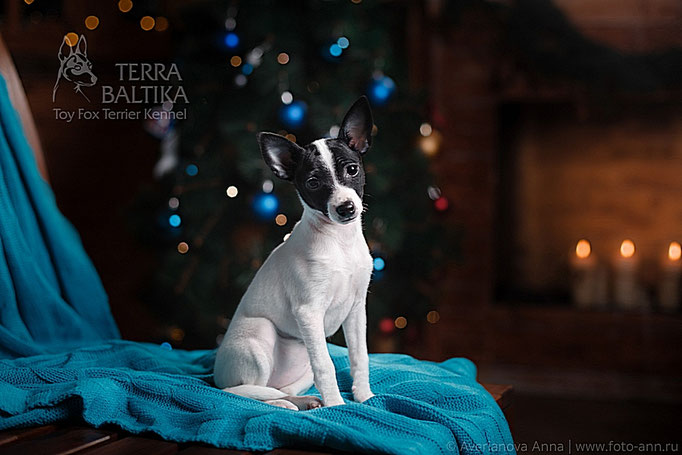 #тойфокстерьер #амертой #террабалтика #toyfoxterrier #terrabaltika #puppies #kennel