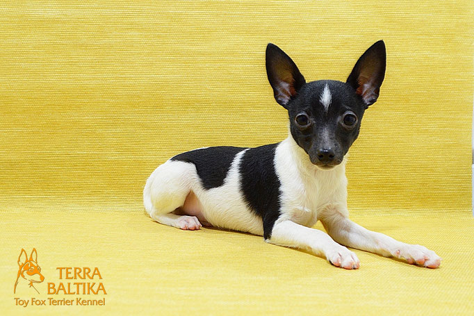 #тойфокстерьер #амертой #террабалтика #toyfoxterrier #terrabaltika #puppies #kennel
