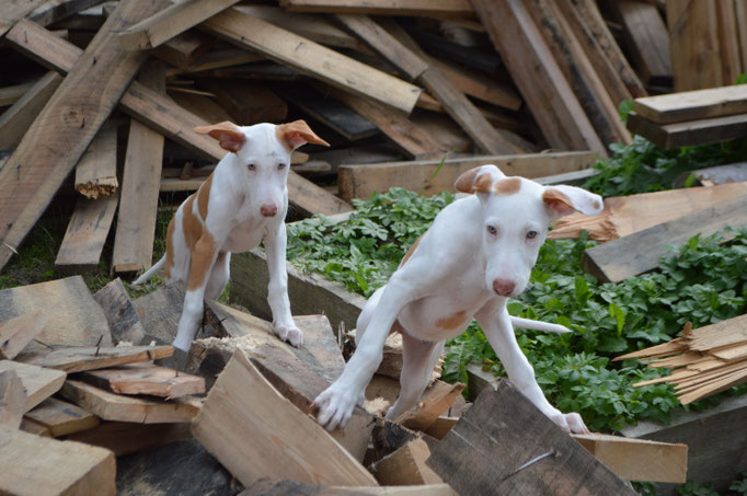 Поденко ибиценко, ибицкая борзая, ивисская борзая, ибизан, Podenco Ibicenco, Ibizan Hound, Terra Baltika, Терра Балтика