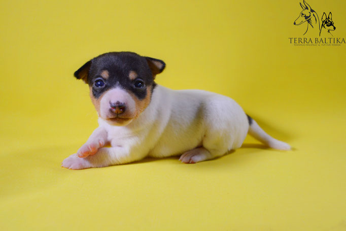 #тойфокстерьер #амертой #террабалтика #toyfoxterrier #terrabaltika #puppies #kennel
