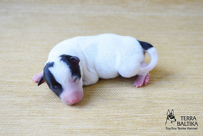 #тойфокстерьер #амертой #террабалтика #toyfoxterrier #terrabaltika #puppies #kennel
